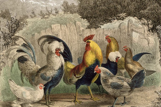 Poulette, Poulet?